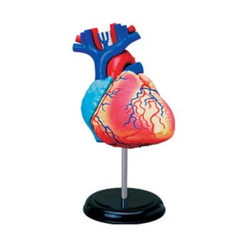 Anatomijos Modelis 2 Dalis Nuimamas Anatomija Širdies Modelis, Mokymosi Įrankis