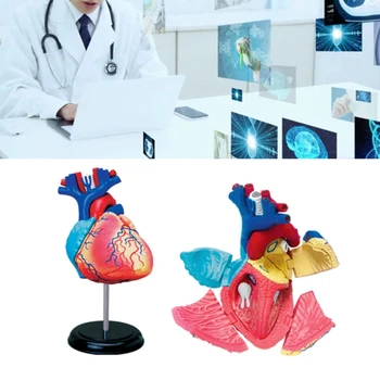 Anatomijos Modelis 2 Dalis Nuimamas Anatomija Širdies Modelis, Mokymosi Įrankis